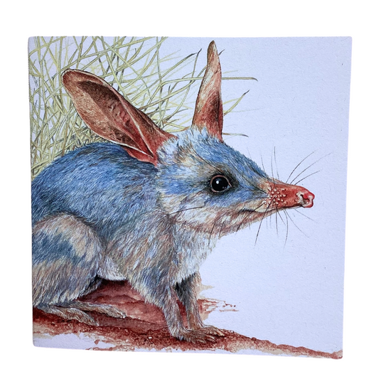 a square greeting card that has artwork of a cute Australian Bilby, The artwork is by Australian artist Philippa Nikulinsky.