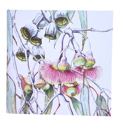 a pretty sqaure greeting card that features gum nuts and flowers by Western Australian artist Philippa Nikulinsky. The card is blank inside.